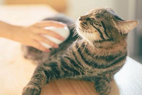 Bath Brush Comb (Cleaning Tool Pet Supplies) - Nordavory