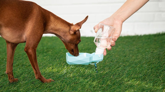 Durable and convenient water bottle - Nordavory