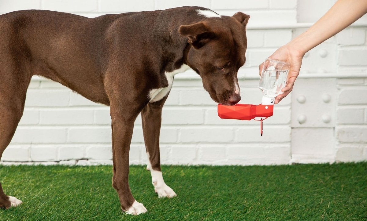 Durable and convenient water bottle - Nordavory